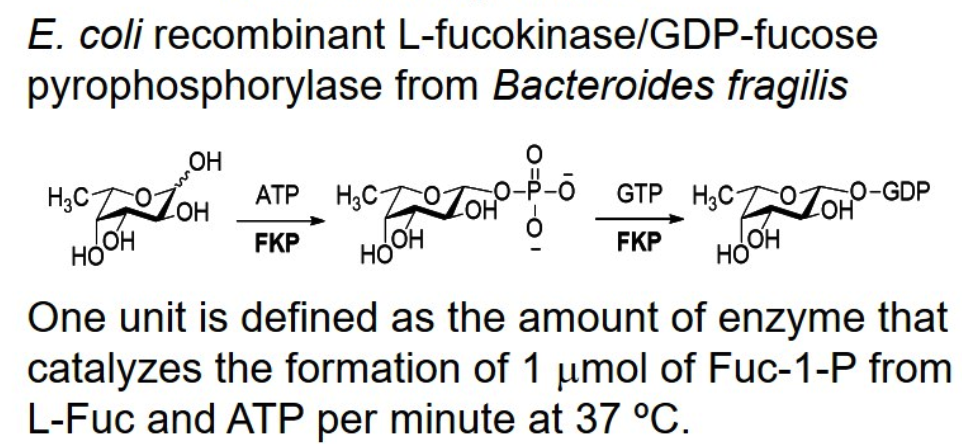 L-fucokinase/GDP-fucose pyrophos-phorylase; FKP